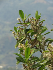 Baccharis nitida