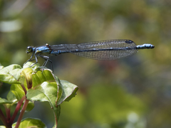 Antiagrion