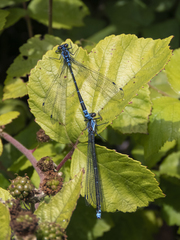Antiagrion