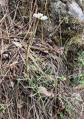 Lomatium geyeri