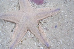 Astropecten irregularis pontoporeus