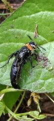 Campsomeriella