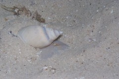 Bullia laevissima