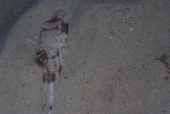 Chelidonichthys capensis