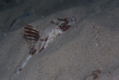 Chelidonichthys capensis