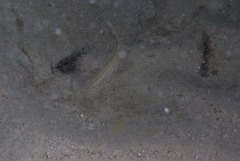 Gonorynchus gonorynchus