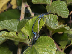 Antiagrion