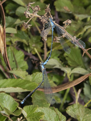 Antiagrion