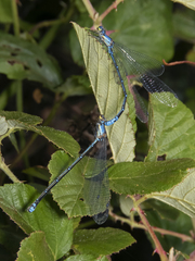 Antiagrion