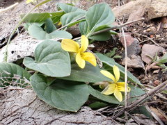 Viola utahensis
