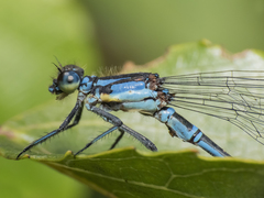Antiagrion