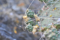 Opuntia feroacantha