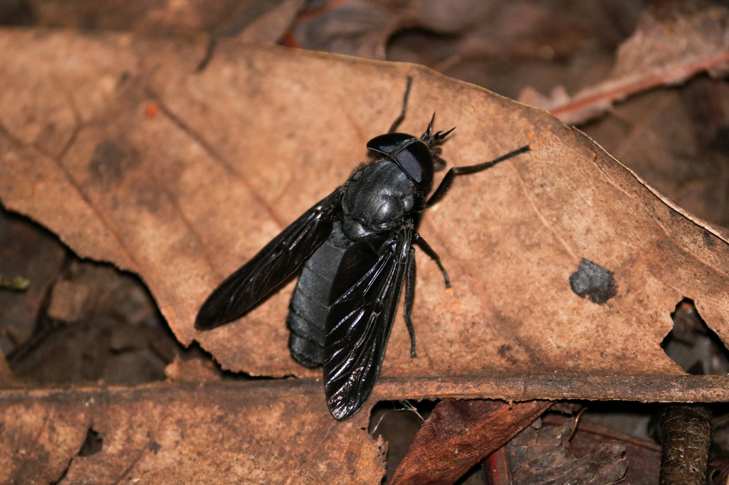 Tabanus erebus