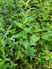 Hypericum ascyron pyramidatum