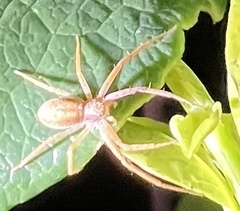 Philodromus rufus