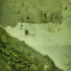 Shinobium trapezoideum