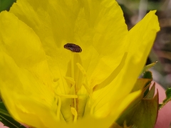 Oenothera berlandieri pinifolia