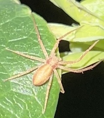 Philodromus rufus