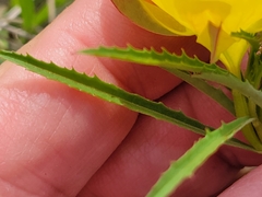 Oenothera berlandieri pinifolia