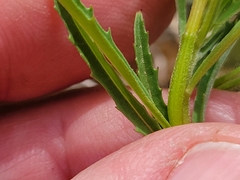 Oenothera berlandieri pinifolia