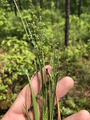 Dichanthelium angustifolium
