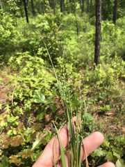 Dichanthelium angustifolium