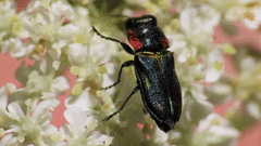 Bilyaxia obscurata