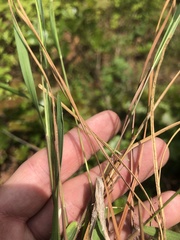 Dichanthelium angustifolium