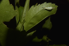 Compsus viridivittatus