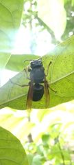 Vespa luctuosa