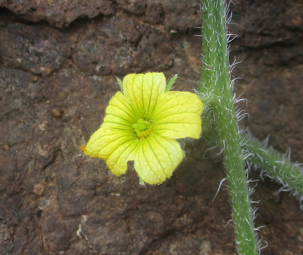 Benincaseae