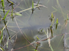 Ichthyosaura alpestris alpestris