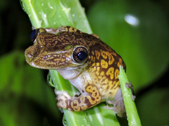 Triprion spatulatus
