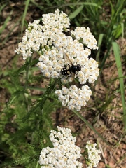 Sericomyia lata