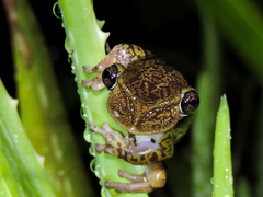 Triprion spatulatus