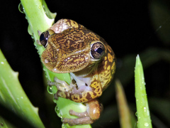 Triprion spatulatus