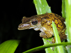 Triprion spatulatus