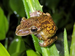 Triprion spatulatus