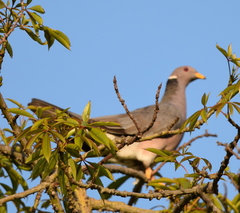 Patagioenas fasciata
