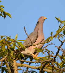 Patagioenas fasciata