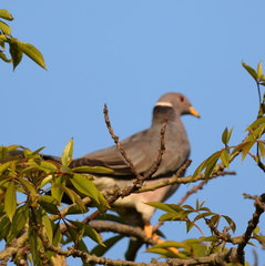 Patagioenas fasciata