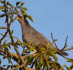 Patagioenas fasciata