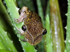 Triprion spatulatus