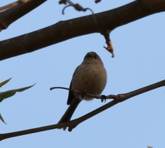 Psaltriparus minimus