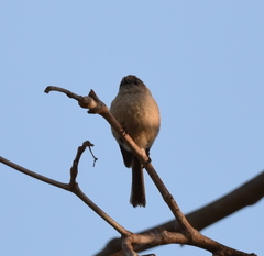 Psaltriparus minimus