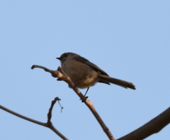 Psaltriparus minimus