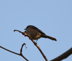 Psaltriparus minimus