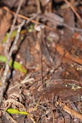 Mycena cystidiosa