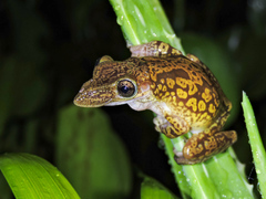 Triprion spatulatus
