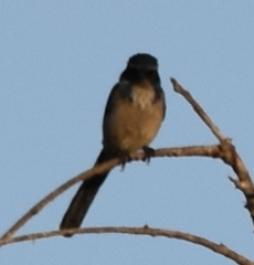 Aphelocoma californica